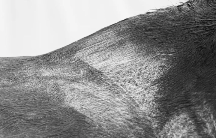 Performance physiothérapie équine