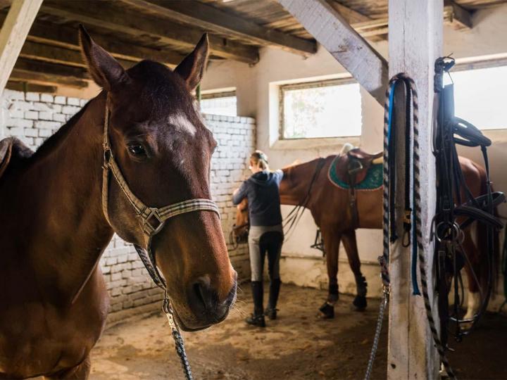 Accompagnement professionnel pour la convalescence de votre cheval. 