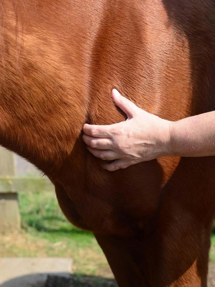 Centre equestre soin physiothérapie pour cheval