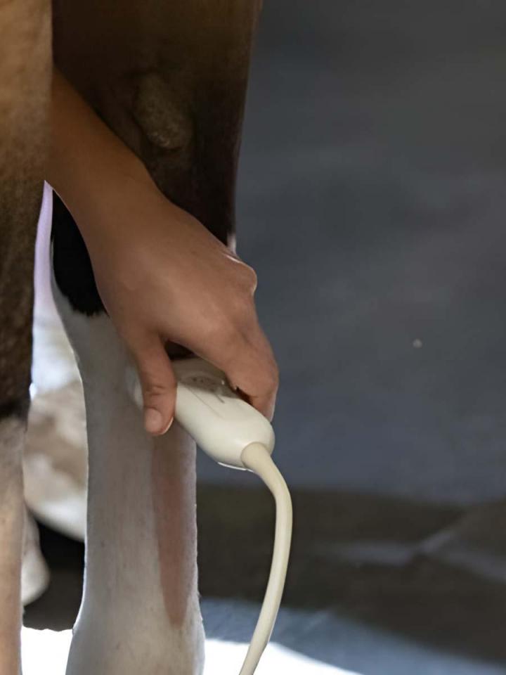 Préparation sportive pour chevaux Haute-Marnes