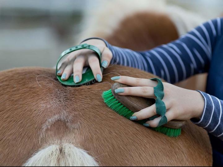 soin physiothérapie équine