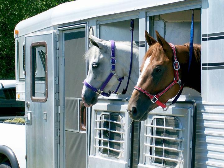 Location Transport Cheval