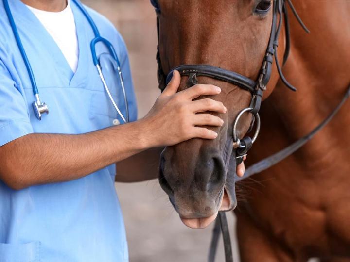 Centre equestre soin physiothérapie pour cheval