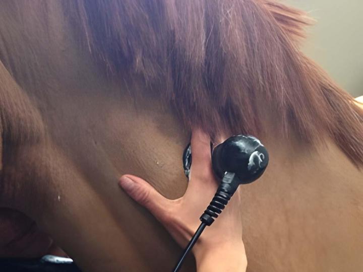 Physiothérapie équine à Haute-Marne